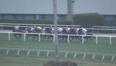 Pegasus World Cup 2019 Turf, Main Race Pegasus World Cup 2019 Turf, Main Race